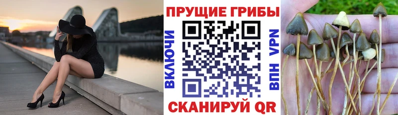 blacksprut ТОР  продажа наркотиков  Володарск  Галлюциногенные грибы Cubensis 